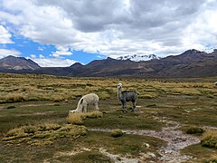 Parque Nacional Sajama