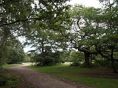 Paisaje en Wimbledon Common