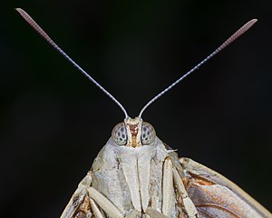 Paysandisia archon MHNT portrait.jpg