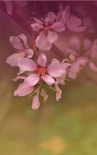 File:PeachBlossoms2.jpg