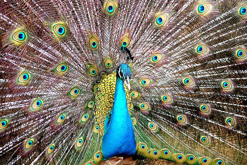 File:Peacock 2.jpg