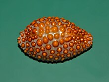 A shell of Jenneria pustulata, dorsal view, anterior end towards the right Pediculariidae - Jenneria pustulata-1.JPG