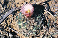 Pediocactus simpsonii fh 74 5 WY B.jpg