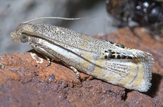 <i>Pelochrista scintillana</i> Species of moth