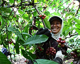 Pemetik Kopi