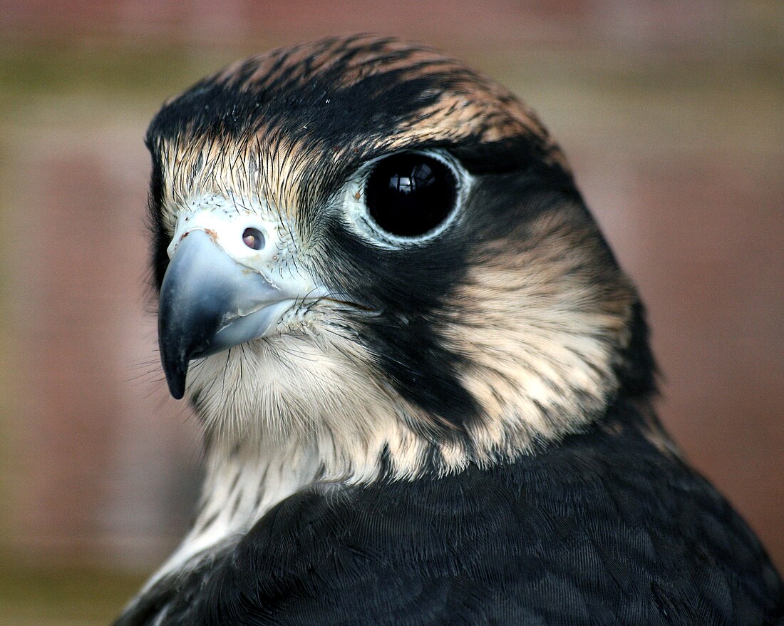 Falconiformes