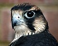 Miniatura para Falconiformes