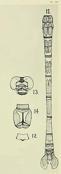 File:Petalura pulcherrima Tillyard plate LXII.jpg