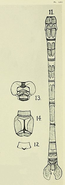 Original drawings by R.J. Tillyard:
11. Colour pattern of abdomen
12. Inferior appendage from below
13. Colour pattern of head from in front
14. Colour pattern of thorax from above Petalura pulcherrima Tillyard plate LXII.jpg