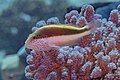 * Nomination Black-side hawkfish (Paracirrhites forsteri), Red Sea, Egypt --Poco a poco 08:40, 24 July 2023 (UTC) * Promotion Good quality. --Jacek Halicki 09:35, 24 July 2023 (UTC)