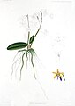 Phalaenopsis braceana. Ботаническая иллюстрация из книги J. D. Hooker; «A Century of Indian Orchids» 1895 г.