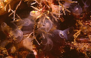 <i>Phoronis</i> genus of horseshoe worms