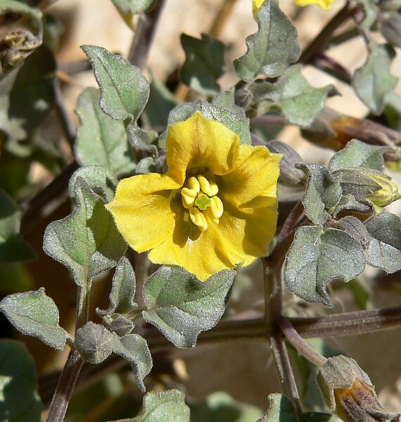 File:Physalis crassifolia 3.jpg