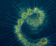 El fitoplancton es la base de la cadena alimentaria en los océanos.