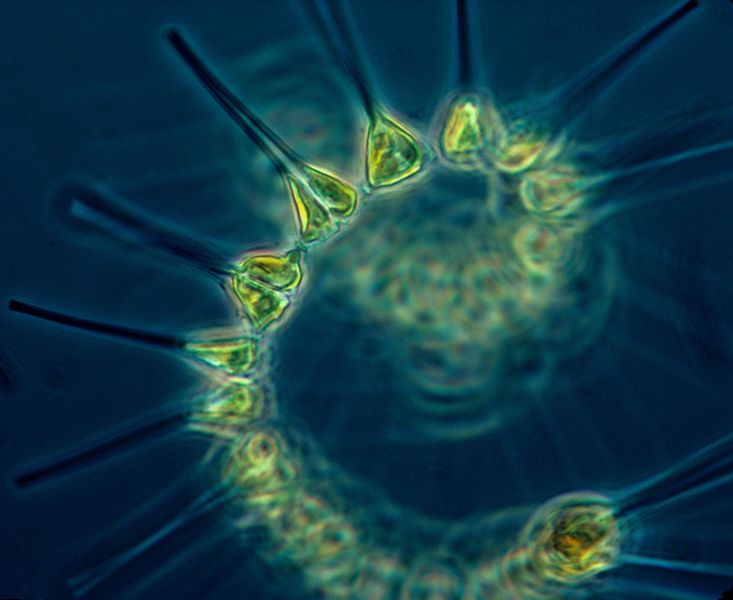 Fasciculus:Phytoplankton - the foundation of the oceanic food chain.jpg