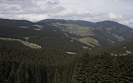 Picea - Caucase Spruce 01-2.jpg