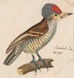 Picumnus minutissimus - 1700-1880 - Print - Iconographia Zoologica - Special Collections University of Amsterdam - UBA01 IZ18700013 (cropped2).tif