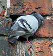Adult Rock Pigeon