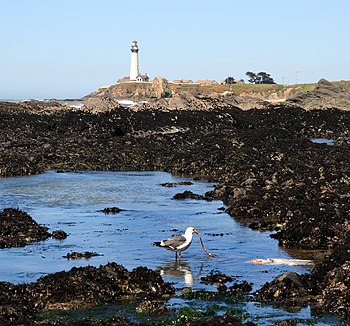 Seagull is feeding on octopus. Pigeon Point Lighthouse is seen at background.