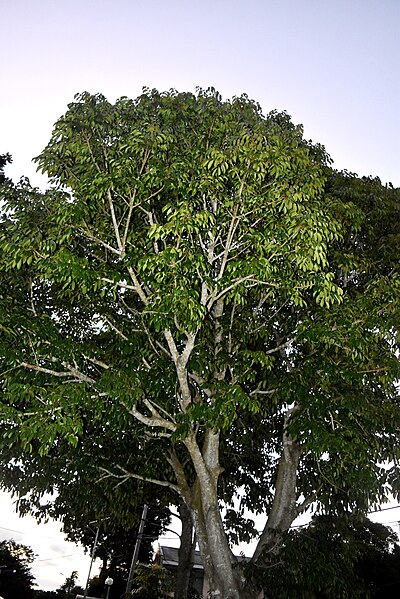 File:Pili Tree in Baao.JPG