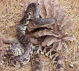 <span class="mw-page-title-main">Louisiana pine snake</span> Species of snake