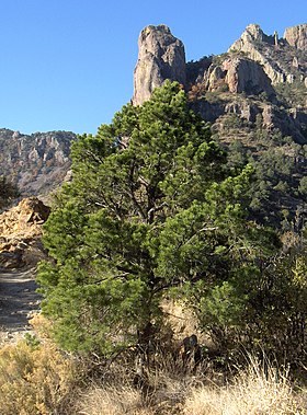 Pinus cembroides, Parque Nacional de Big Bend, Texas