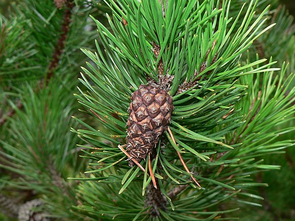 The needles are 4 to 8 cm (1+1⁄2 to 3 in) long in fascicles of two, alternate on twigs. The female cones are 3 to 7 cm (1 to 3 in) long with sharp-tip