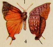 Pl.12-04-Lipaphnaeus aderna (Плётц, 1880) .JPG