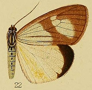 <i>Chiromachla</i> Genus of moths