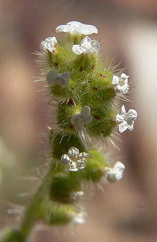 <i>Plagiobothrys arizonicus</i> Species of flowering plant