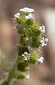 Plagiobothrys arizonicus 5.jpg