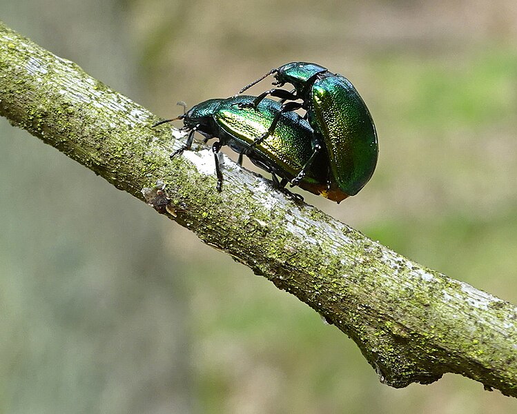 File:Plagiosterna aenea TP03.jpg