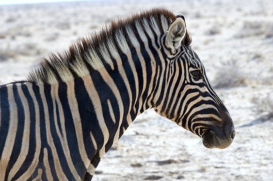 Plains zebra (equus quagga) near Okaukuejo, Etosha, Namibia