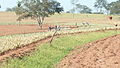 Plantação de abacaxi em Bauru SP.jpg