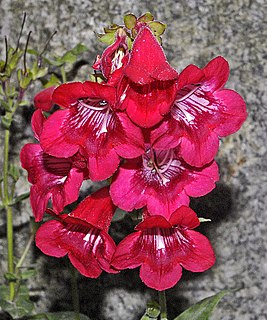 <i>Penstemon hartwegii</i> Species of flowering plant