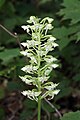 Platanthera orbiculata var. macrophylla