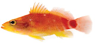 <i>Plectranthias ahiahiata</i> Species of fish