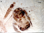 Miniatura para Euglossopteryx