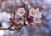 Plum blossoms in Vancouver, British Columbia