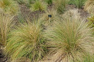 Poa cita - Savill Garden - Windsor Great Park, England - DSC05990.jpg