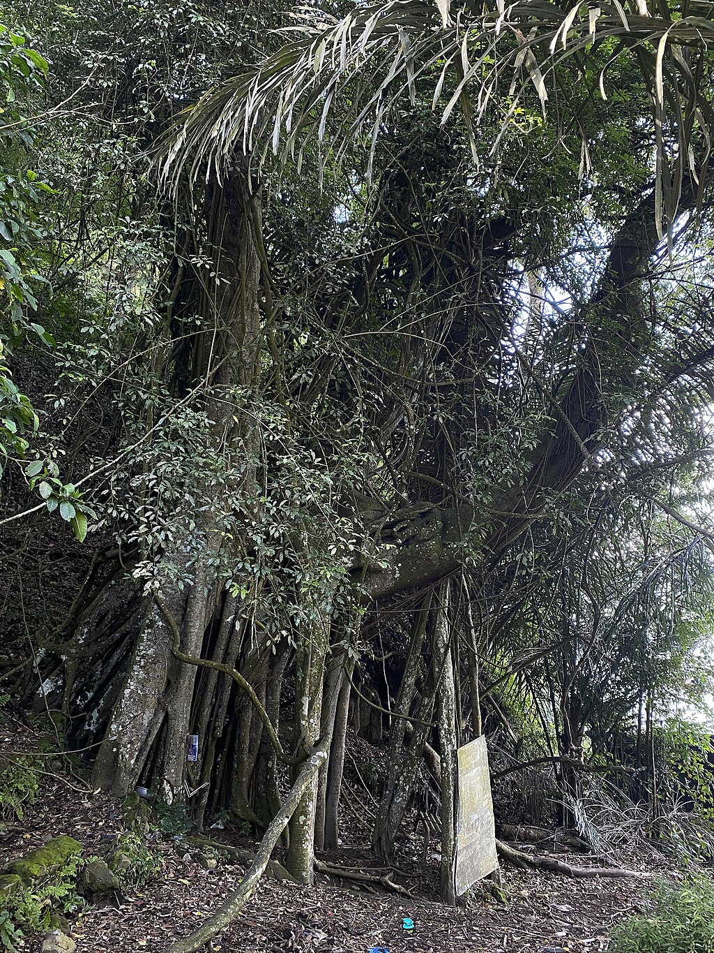 Pohon Tarumenyan, Kuburan Terunyan MWD 07