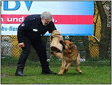 Training a police dog Polizeihundausbildung.jpg