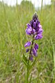 Polygala comosa (Allemagne).