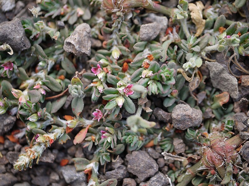 File:Polygonum plebeium (7202561112).jpg