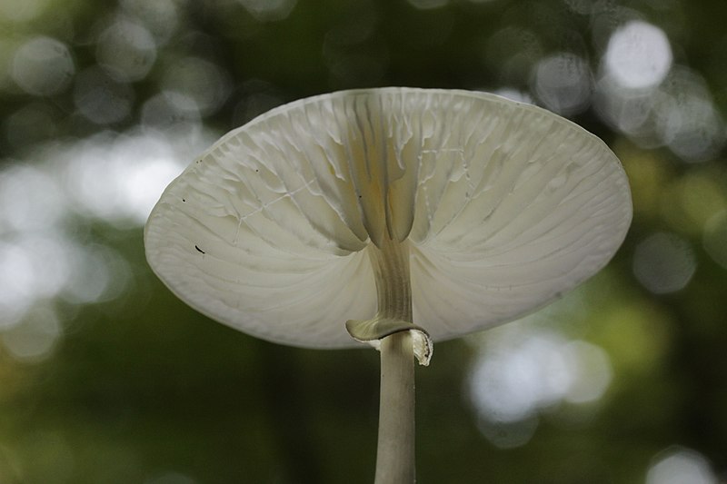 File:Porcelain Fungus - Oudemansiella mucida (30076581663).jpg