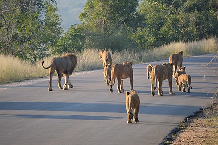 Pride of lions on a tourist road