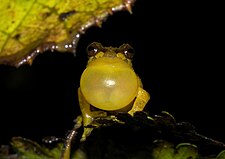 Pristimantis dorsopictus02.jpg