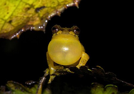 Tập_tin:Pristimantis_dorsopictus02.jpg