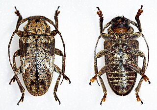 <i>Prosoplus strenuus</i> Species of beetle