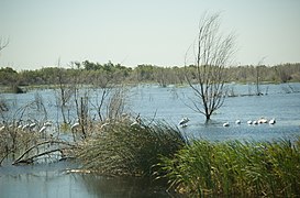 Prospect Island pelicans (5393706964).jpg